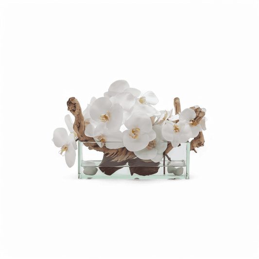 12 Orchidées Rectangulaires Blanches