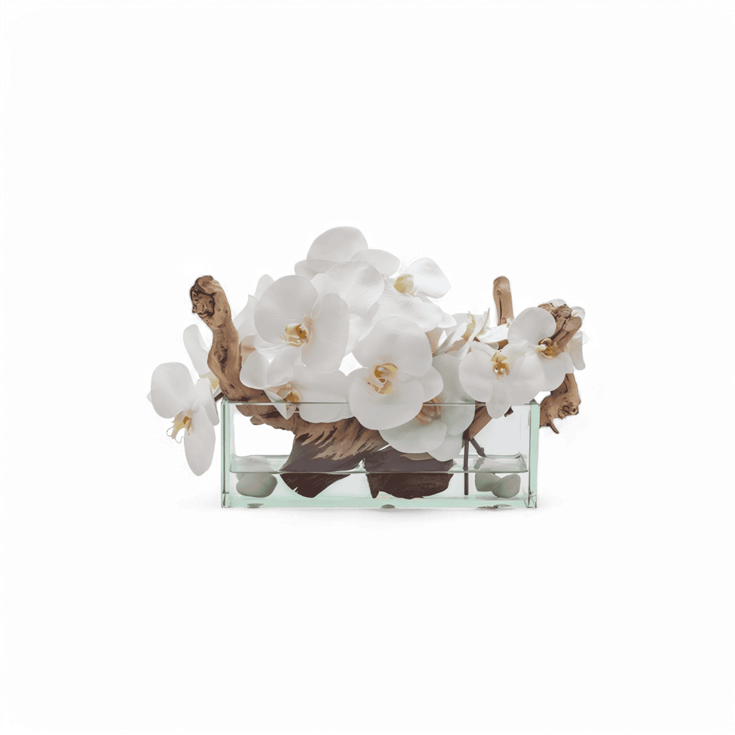 12 Orchidées Rectangulaires Blanches