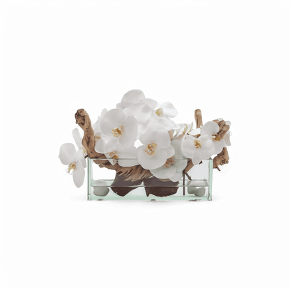 12 Orchidées Rectangulaires Blanches