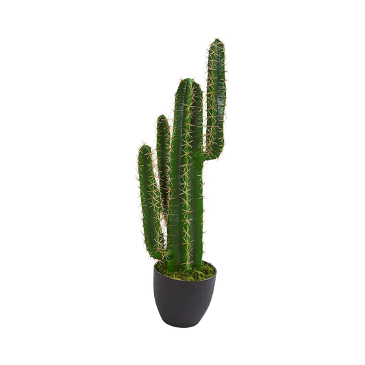 Cactus à flèche azur de 2,5 pieds