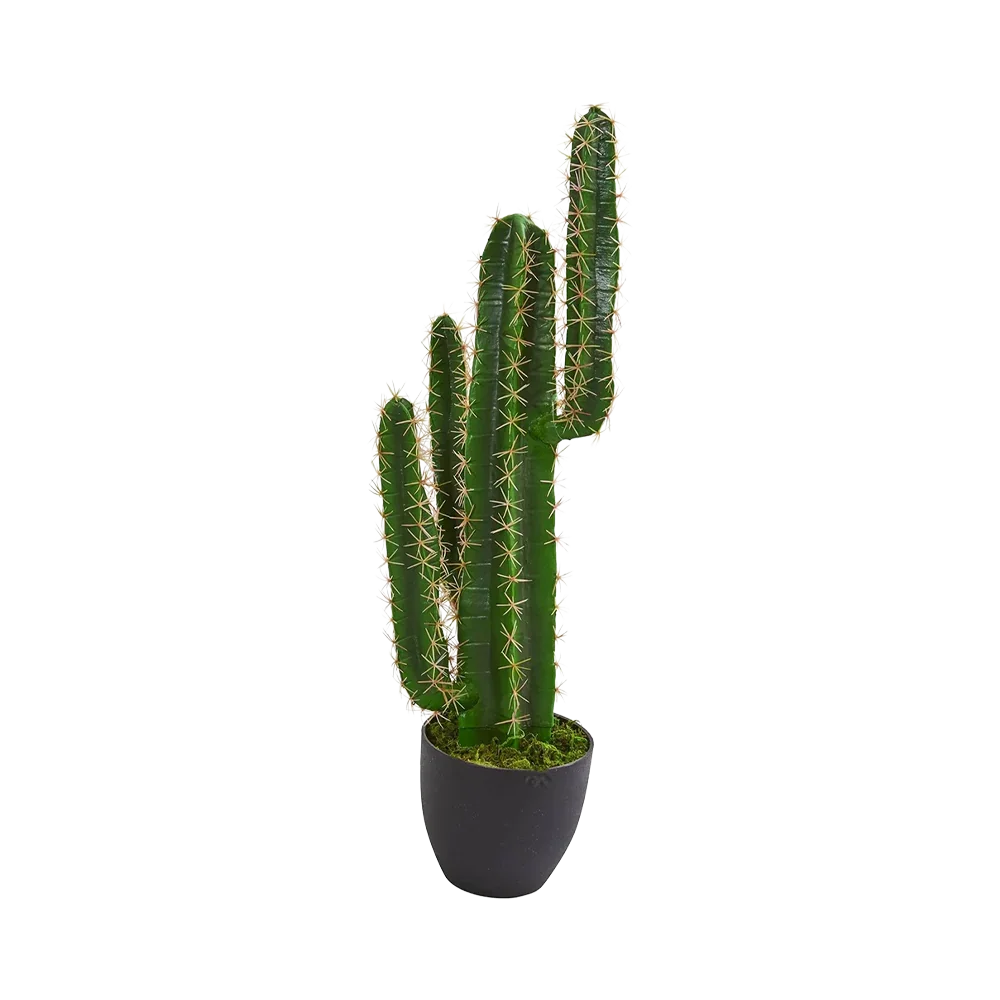 Cactus à flèche azur de 2,5 pieds