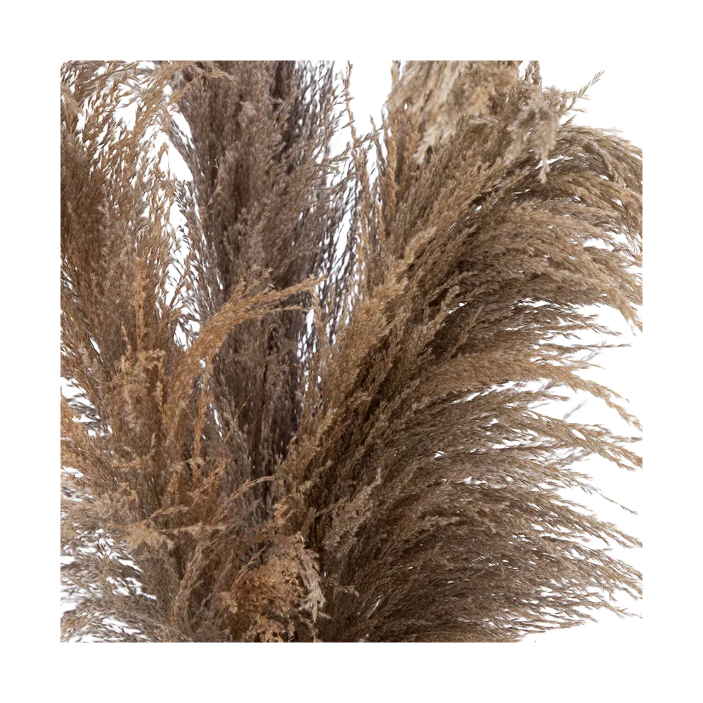 30 Desert Whisper - Pampas naturelles séchées dans un vase en céramique