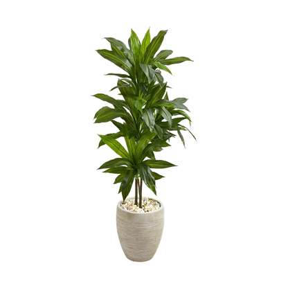 Dracaena en argile Verdana de 1,20 m avec jardinière couleur sable