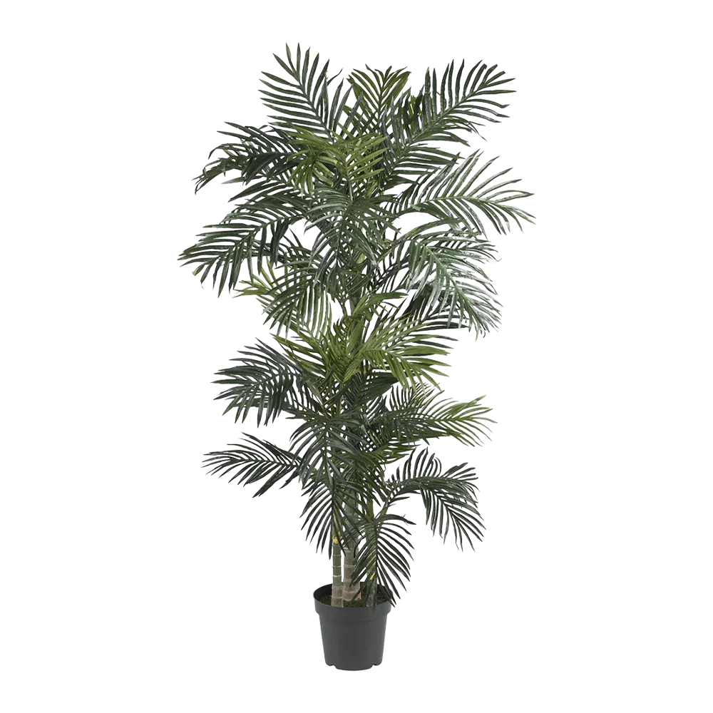 Palmier Suncrest de 6,5 pieds