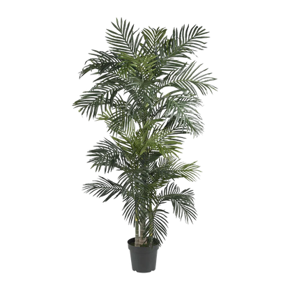 Palmier Suncrest de 6,5 pieds