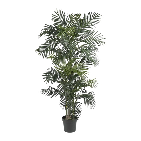 Palmier Suncrest de 6,5 pieds