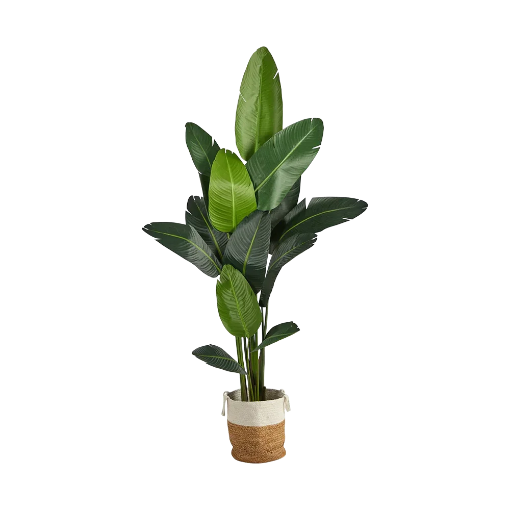 Palmier nomade de 7 pieds