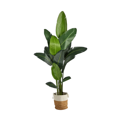 Palmier nomade de 7 pieds