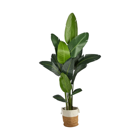 Palmier nomade de 7 pieds