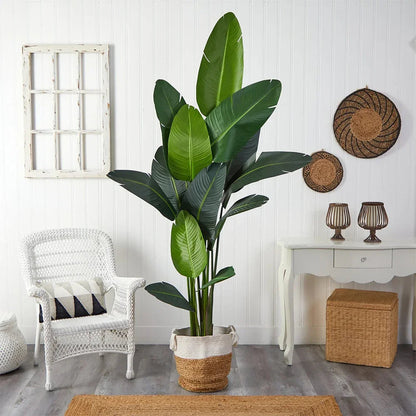 Palmier nomade de 7 pieds